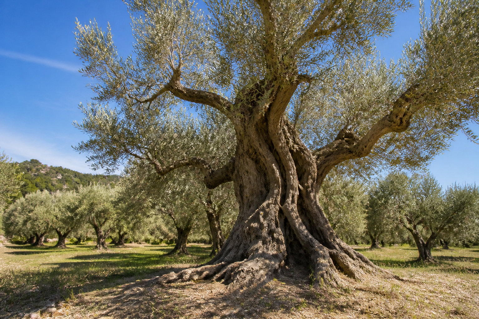 Rôle des polyphénols sur votre équilibre cérébral